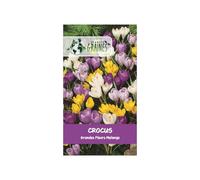10 Bulbes de Crocus Vernus - Mélange de Crocus à Grandes Fleurs - Hérauts du Printemps, Couleurs Assorties