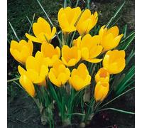 10 bulbes de Crocus 'Yellow Mammouth' | Circonférence 8/9 cm | Bulbes provenant des meilleurs producteurs néerlandais | Sélection exclusive et contrôle qualité | Floraison garantie.