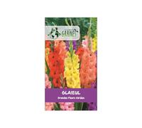 10 Bulbes de Glaïeuls à Grandes Fleurs - Coloris Variés Éclatants - Calibre Supérieur pour Massifs Lumineux et Bouquets d'Été