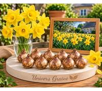 10 Bulbes de Narcisse Large Cupped Yellow - Jaune - Calibre 10/12 - Fleur Jardin - 221
