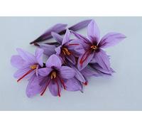 10 BULBES DE SAFRAN FRANCAIS BIO (crocus sativus), calibres 8-9-10