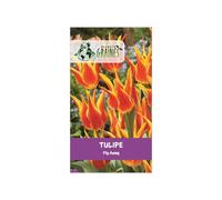 10 Bulbes de Tulipe Fleur de Lys Fly Away - Rouge Flamboyant Bordé de Jaune d'Or - Forme Élancée