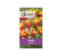10 Bulbes de tulipes ailes de feu 'Fire Wings' - Variété Frangée, Rouge flamboyant - Facile à Cultiver