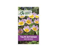 10 Bulbes de tulipes botaniques 'Bakeri Lilac Wonder' - Variété naine, rose lilas