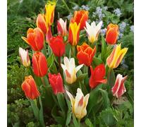 10 bulbes de Tulipes botaniques en mélange | Circonférence 11/12 cm | Bulbes provenant des meilleurs producteurs néerlandais | Sélection exclusive et contrôle qualité | Floraison garantie.