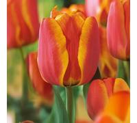 10 bulbes de Tulipes Darwin 'Apeldoorn’s Elite' | Circonférence 11/12 cm | Bulbes provenant des meilleurs producteurs néerlandais | Sélection exclusive et contrôle qualité | Floraison garantie.