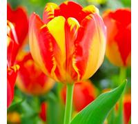 10 bulbes de Tulipes Darwin 'Banja Luka' | Circonférence 11/12 cm | Bulbes provenant des meilleurs producteurs néerlandais | Sélection exclusive et contrôle qualité | Floraison garantie.