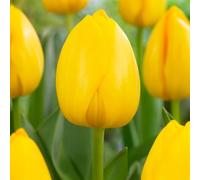 10 bulbes de Tulipes Darwin 'Novi Sun' | Circonférence 11/12 cm | Bulbes provenant des meilleurs producteurs néerlandais | Sélection exclusive et contrôle qualité | Floraison garantie.
