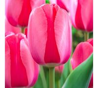 10 bulbes de Tulipes Darwin 'Pink Impression' | Circonférence 11/12 cm | Bulbes provenant des meilleurs producteurs néerlandais | Sélection exclusive et contrôle qualité | Floraison garantie.