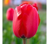 10 bulbes de Tulipes Darwin ‘Red Van Eijk’ | Circonférence 11/12 cm | Bulbes provenant des meilleurs producteurs néerlandais | Sélection exclusive et contrôle qualité | Floraison garantie.