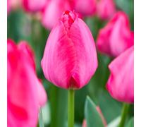 10 bulbes de Tulipes Darwin 'Van Eijk' | Circonférence 11/12 cm | Bulbes provenant des meilleurs producteurs néerlandais | Sélection exclusive et contrôle qualité | Floraison garantie.