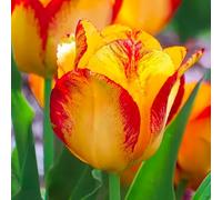 10 bulbes de Tulipes dwarf ‘Outbreak' | Circonférence 11/12 cm | Bulbes provenant des meilleurs producteurs néerlandais | Sélection exclusive et contrôle qualité | Floraison garantie.