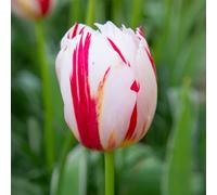 10 bulbes de Tulipes 'Happy Generation' | Circonférence 11/12 cm | Bulbes provenant des meilleurs producteurs néerlandais | Sélection exclusive et contrôle qualité | Floraison garantie.