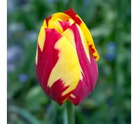10 bulbes de Tulipes 'Helmar' | Circonférence 11/12 cm | Bulbes provenant des meilleurs producteurs néerlandais | Sélection exclusive et contrôle qualité | Floraison garantie
