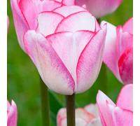 10 bulbes de Tulipes 'Hugs and Kisses' | Circonférence 11/12 cm | Bulbes provenant des meilleurs producteurs néerlandais | Sélection exclusive et contrôle qualité | Floraison garantie.