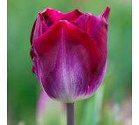 10 bulbes de Tulipes 'Kansas Proud' | Circonférence 11/12 cm | Bulbes provenant des meilleurs producteurs néerlandais | Sélection exclusive et contrôle qualité | Floraison garantie.