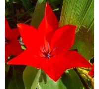 10 bulbes de Tulipes praestans 'Zwanenburg' | Circonférence 7/+ cm | Bulbes provenant des meilleurs producteurs néerlandais | Sélection exclusive et contrôle qualité | Floraison garantie
