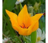10 bulbes de Tulipes specie praestans 'Shogun' | Circonférence 8/9 cm | Bulbes provenant des meilleurs producteurs néerlandais | Sélection exclusive et contrôle qualité | Floraison garantie.
