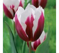 10 bulbes de Tulipes 'Spitsbergen' | Circonférence 11/12 cm | Bulbes provenant des meilleurs producteurs néerlandais | Sélection exclusive et contrôle qualité | Floraison garantie.