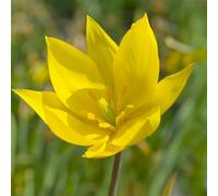 10 bulbes de Tulipes sylvestris | Circonférence 5/+ cm | Bulbes provenant des meilleurs producteurs néerlandais | Sélection exclusive et contrôle qualité | Floraison garantie