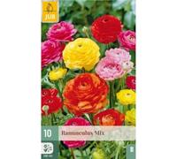 10 bulbes mix renoncules