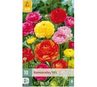 10 bulbes mix renoncules Multicolore