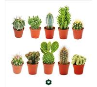 10 cactus différents 5,5cm pot dans un ensemble