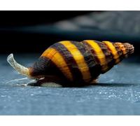 10 Escargots prédateurs pour Aquarium - Escargots Clea Helena, Lutte Naturelle Contre Les Escargots, Escargots Vivants pour Aquariums