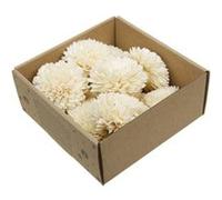 10 fleurs shola zinnia décoratives nature - générique 435618 Gris G