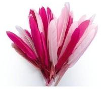 10 Gr. Plumes Roses D'indien 150 mm