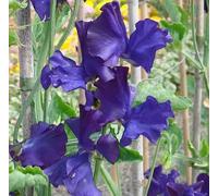 10 Graine Semence - Fleur POIS DE SENTEUR - Bleu Navy - Lathyrus Odoratus Mammoth - 206