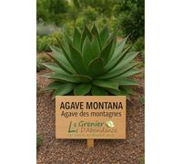 10 graines à semer - Le Grenier d'Abondance - Agave Montana - Agave des montagnes