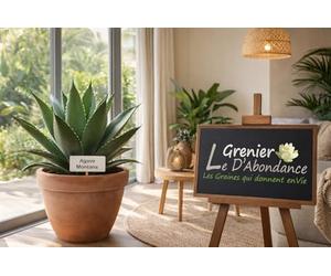 10 graines à semer - Le Grenier d'Abondance - Agave Montana - Agave des montagnes