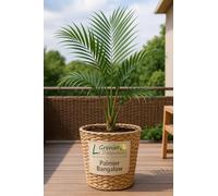 10 graines à semer - Le Grenier d'Abondance - Archontophoenix Cunninghamiana - Palmier de Bangalow