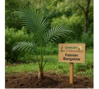 10 graines à semer - Le Grenier d'Abondance - Archontophoenix Cunninghamiana - Palmier de Bangalow