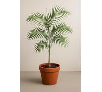 10 graines à semer - Le Grenier d'Abondance - CARPENTARIA ACUMINATA - Palmier de Carpentaria