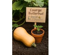 10 graines à semer - Le Grenier d'Abondance - COURGE BUTTERNUT - Cucurbita moschata