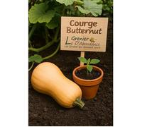 10 graines à semer - Le Grenier d'Abondance - COURGE BUTTERNUT - Cucurbita moschata