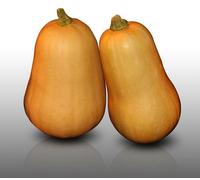 10 graines à semer - Le Grenier d'Abondance - COURGE BUTTERNUT - Cucurbita moschata