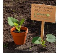 10 graines à semer - Le Grenier d'Abondance - COURGE COUREUSE LONGUE DE NICE - Curcurbita Maxima