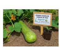 10 graines à semer - Le Grenier d'Abondance - COURGE COUREUSE LONGUE DE NICE - Curcurbita Maxima