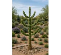 10 graines à semer - Le Grenier d'Abondance - Cylindropuntia imbricata - Cholla arborescente