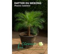 10 graines à semer - Le Grenier d'Abondance - DATTIER DU MEKONG - Phoenix Roebelenii