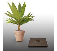 10 graines à semer - Le Grenier d'Abondance - GEONOMA INTERRUPTA - Beau petit palmier