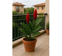 10 graines à semer - Le Grenier d'Abondance - GINGEMBRE Sauvage rouge - Renealmia Alpinia