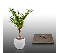 10 graines à semer - Le Grenier d'Abondance - LATANIER - Sabal Minor