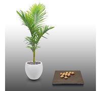 10 graines à semer - Le Grenier d'Abondance - PALMIER Alexandre - Archontophoenix Alexandrae