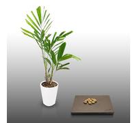 10 Graines À Semer - Le Grenier D'abondance - Palmier Bambou - Ptychosperma Microcarpum