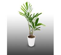 10 Graines À Semer - Le Grenier D'abondance - Palmier Bambou - Ptychosperma Microcarpum