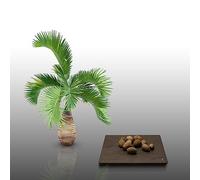 10 graines à semer - Le Grenier d'Abondance - PALMIER BOUTEILLE - Hyophorbe Lagenicaulis